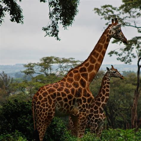 Giraffe Centre Nairobi Giraffe Centre Yorumları Tripadvisor