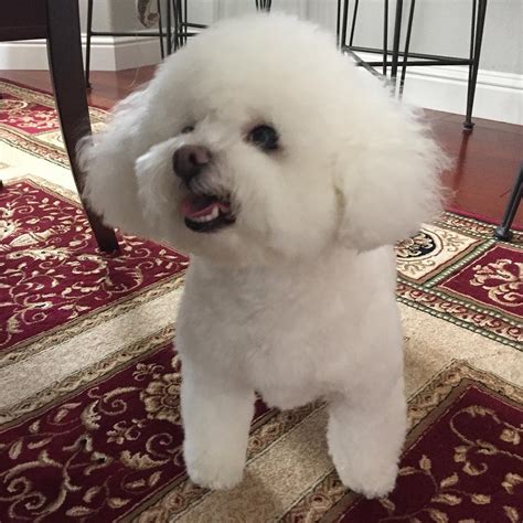 Bichon Frisé Breed Information Guide: Quirks, Pictures, Personality ...