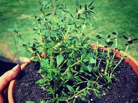 What Does Thyme Look Like A Useful Guide For Growing Thyme