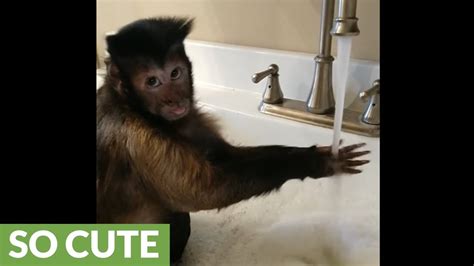 Watch some of monkeyboo's favorites! Capuchin monkey takes relaxing bath in the sink - YouTube