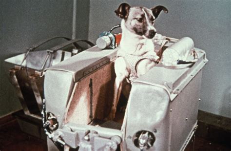 Laika was the first in orbit, but she was not the first soviet dog to be put onto a rocket. What was the first animal in space? - HISTORY