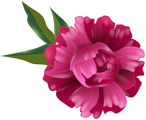Peony Flower Clipart 10 Free Cliparts Download Images On Clipground 2024