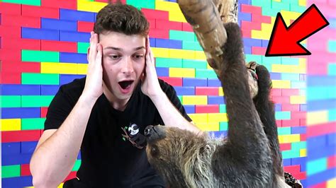 Meeting My Sloth In Real Life Youtube