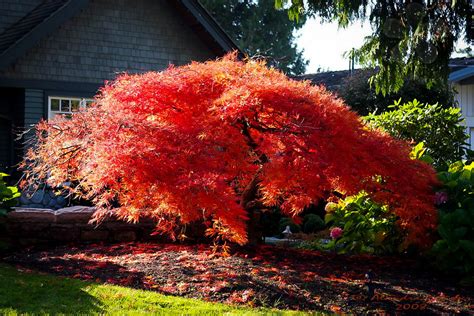 Look for our most mature japanese maple tree right next to the corkscrew willow in the heritage tree section. Orangeola Japanese Maple For Sale | The Tree Center™