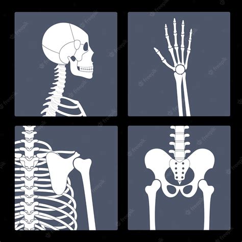 Anatomia Do Esqueleto Do Homem Humano Articulações E Partes Do Corpo