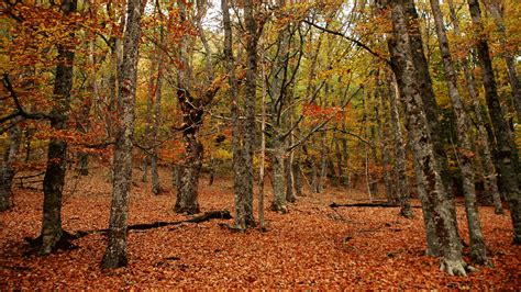 Llega el otoño al bosque de juguete | espana | Ocholeguas ...