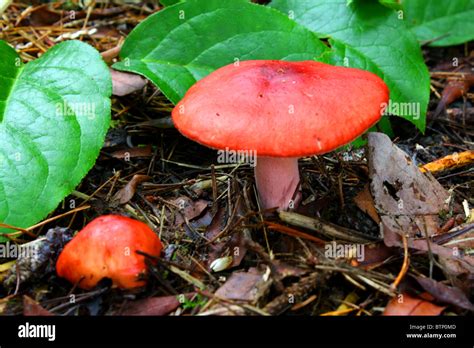 Mushroom Red Top White Spots All Mushroom Info