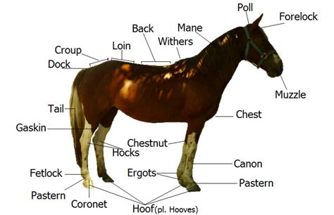 Horse Facts And Equestrian Information Hubpages