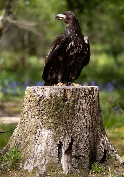 ‘awe Inspiring White Tailed Sea Eagle Arrives On Isle Of Wight Daily Echo