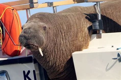 Wally The Walrus Spotted In Iceland As He Makes His Way Home To The
