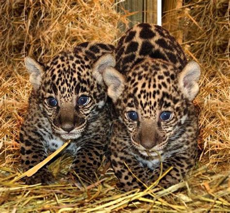 New At The Zoo Two Baby Jaguars At Amazonia Public Will Name Them