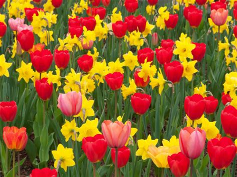 How To Mix Tulips With Daffodils World Of Flowering Plants