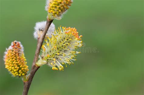 Close Up Of Pussy Willow Branch With Open Earrings In Spring Forest Stock Image Image Of Scene
