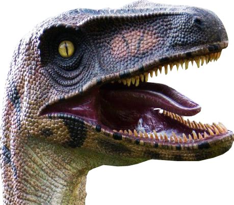 Velociraptor head transparent background | Velociraptor, Transparent background, Artsy background