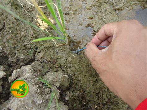 Sebuah sumur tersembunyi dari rimbun tanaman muda, tampat sebatang terong tumbuh di antara deretan singkong, rimbang, pisang batu. Cara ngurek / mancing belut di sawah yang benar