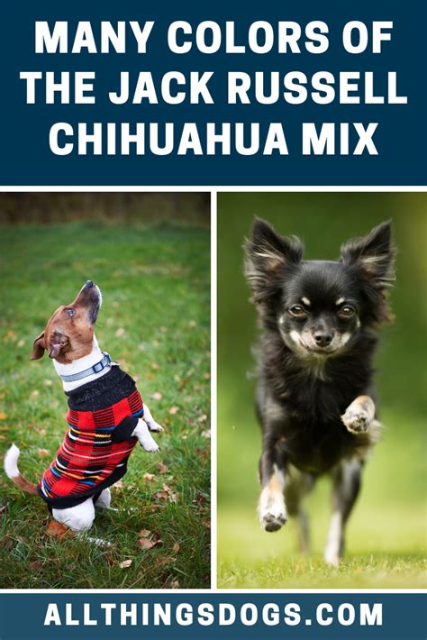 Dark brown dog vomit color guide. The Jack Russell Chihuahua mix color is most often white ...