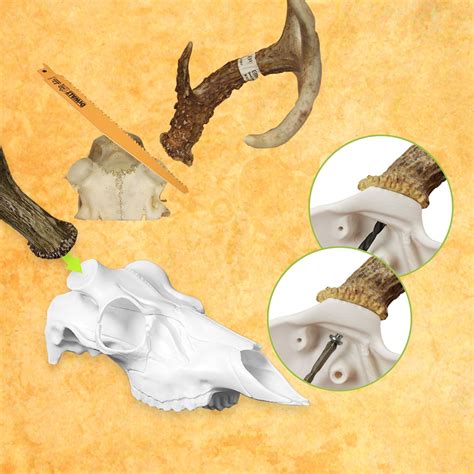 european mount kit - european deer mount kit: Skull Master | European