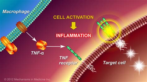 Slide Show Chronic Inflammation In Ibd And How Anti Tnf Therapy Works