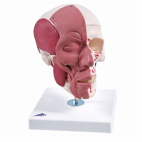 3b Human Skull Wfacial Muscles 3 Parts Skulls Skeletal System