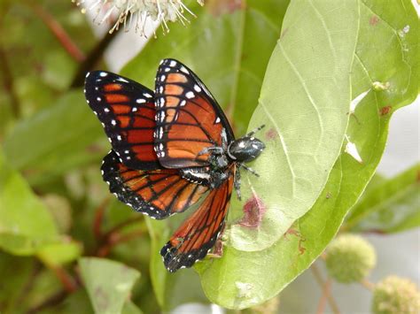 A Tasty Florida Butterfly Turns Sour Bioengineerorg