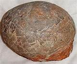 Images of Pictures Of Dinosaur Fossil Eggs