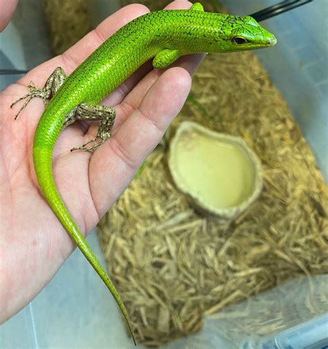 Emerald Tree Skink (Lamprolepis smaragdina) SALE! – Reptile Pets Direct