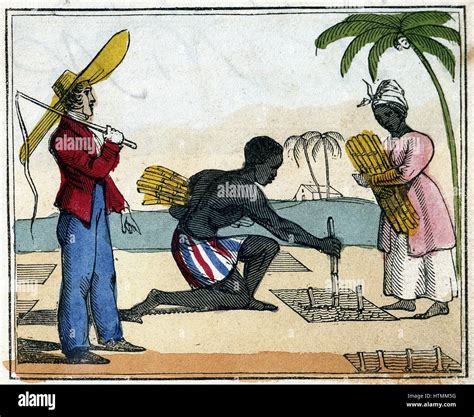 Les Esclaves Noirs Travaillant Dans Les Champs De Canne La Plantation