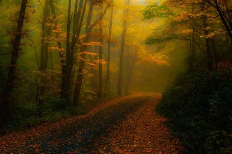 Wallpaper Sunlight Trees Landscape Forest Fall Leaves Nature