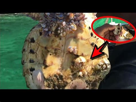 Obligate parasites are completely dependent on the host in order to complete their life cycle. Removendo parasitas e cracas da tartaruga marinha!😖😞 - YouTube