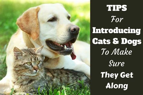 Are Labrador Dogs Good With Cats