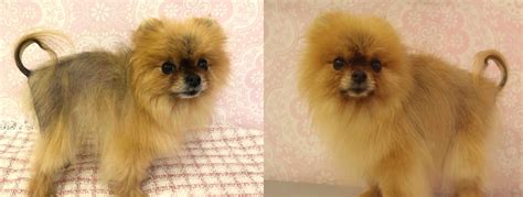 Audit of 10 years' experience at st john's institute of dermatology. ALOPECIA X - BLACK SKIN DESEASE - Pomeranian Beauty