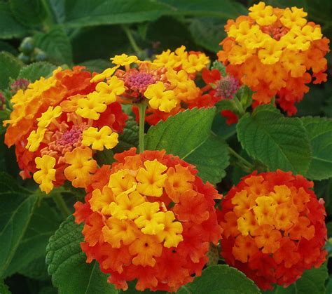 We did not find results for: Lantana: The Easiest Outdoor Plant | NewPro Blog