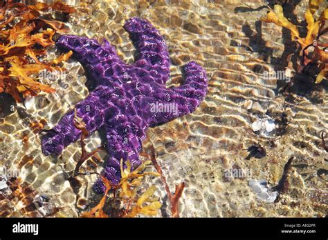22 September 2006 Purple Ochre Sea Star Pisaster Ochraceus In Pool At