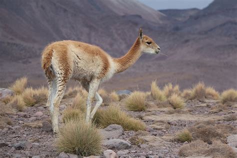Bolivia - Animals - Where in Our World?