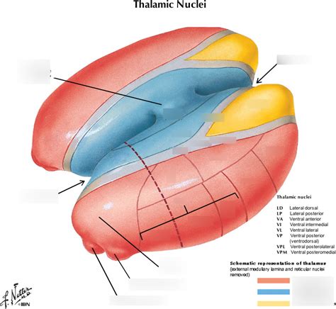 The Thalamic Nuclei With Interactive Diagram Diagram Quizlet