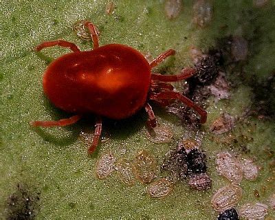 Tiny red spider mites' life span is only three days for those that live in tropical countries and one month for those where there are winter seasons. HOW TO CONTROL RED SPIDER MITE ON TOMATO PLANTS |The ...