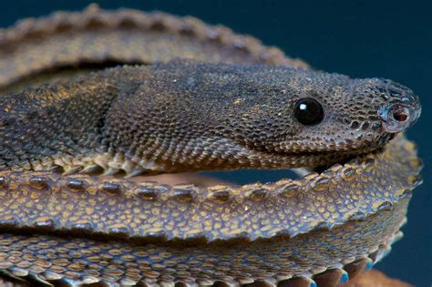 Dragon Snake Care Size Temperament And Breeding Az Reptiles