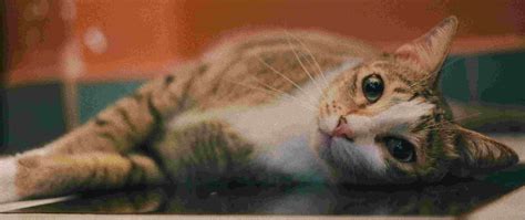 It's administered by mouth in pill form, or it can be. My cat won't take a pill for her hyperthyroidism. What are ...