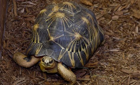Radiated Tortoise Smithsonians National Zoo