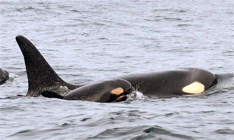 Older Female Orcas Offer Clue To The Evolution Of Menopause Study Says