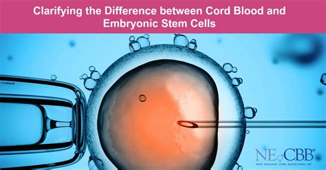 Cord tissue is stored whole. Difference between Cord Blood and Embryonic Stem Cells