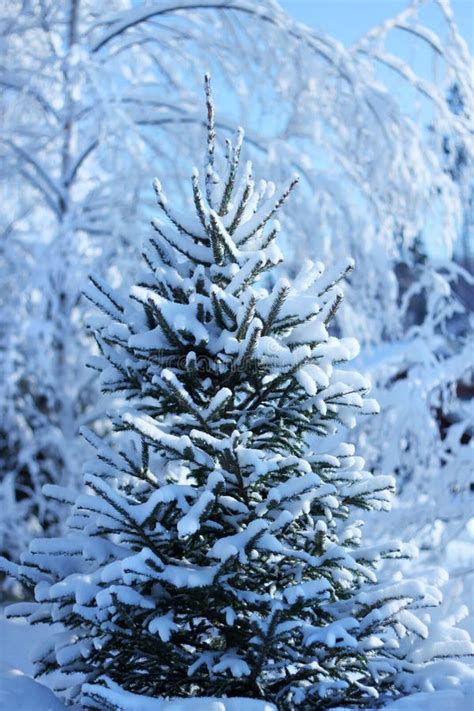 Fir Tree In Winter Forest Stock Photo Image Of Green 22841982