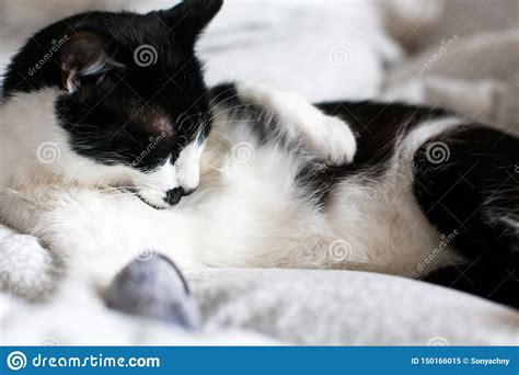 Cute Cat With Moustache Grooming And Playing With Mouse