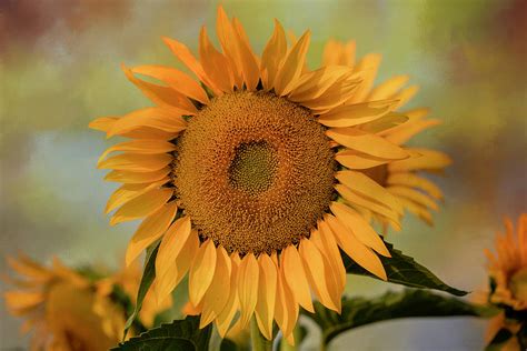 Sunflower Colors Photograph By Lynn Hopwood Fine Art America