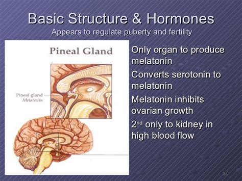 Aasect How Hormones And Neurotransmitters Impact Sexual Function