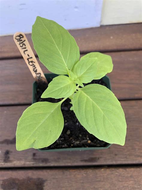 Bio enkap sulasi probio tik ( lactobacillus casei). Basil- Lemondrop - Seeds2Plate