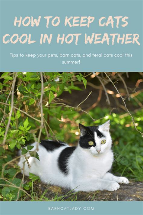 How To Keep Cats Cool In Hot Weather The Barn Cat Lady