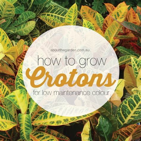How To Grow Crotons About The Garden Magazine