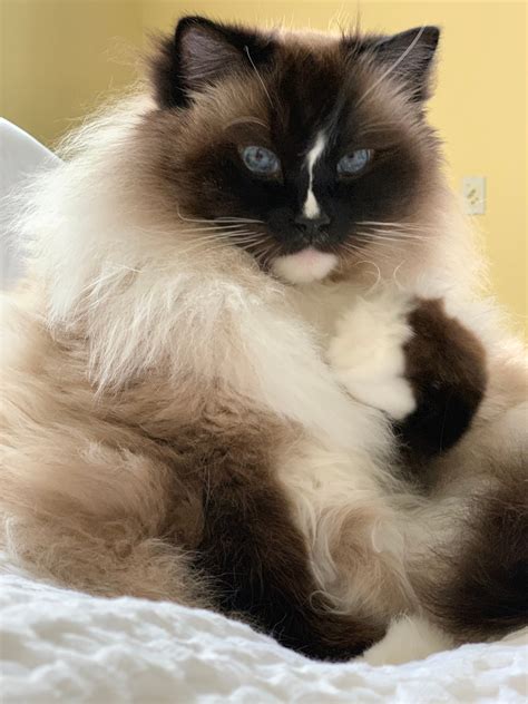 Ragdoll Cat Breed What You Need To Know Floppycats