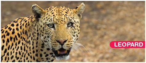 Read leopard vs cheetah fight comparison and difference between leopards have yellow fur while cheetahs are tan. Important Difference Between Leopard and Cheetah